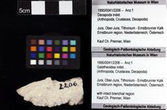 Foto (Objket + Etiketten) von Galatheoidea indet. 